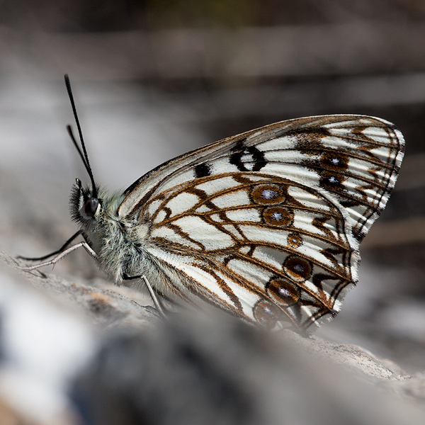 Melanargia occitanica