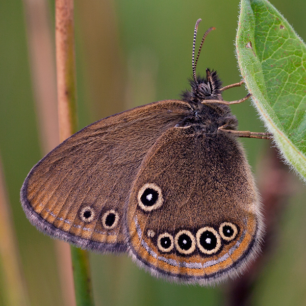 Coenonympha oedippus