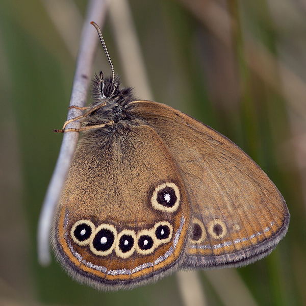 Coenonympha oedippus