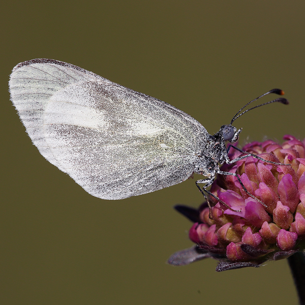 Leptidea duponcheli