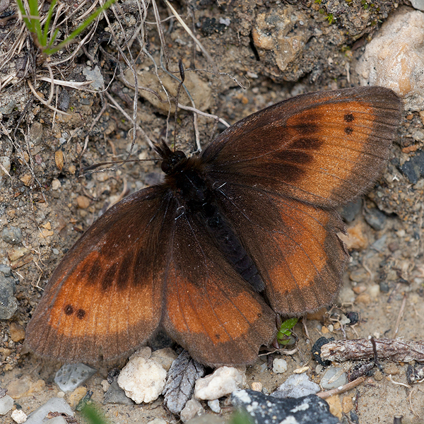 Erebia aethiopella