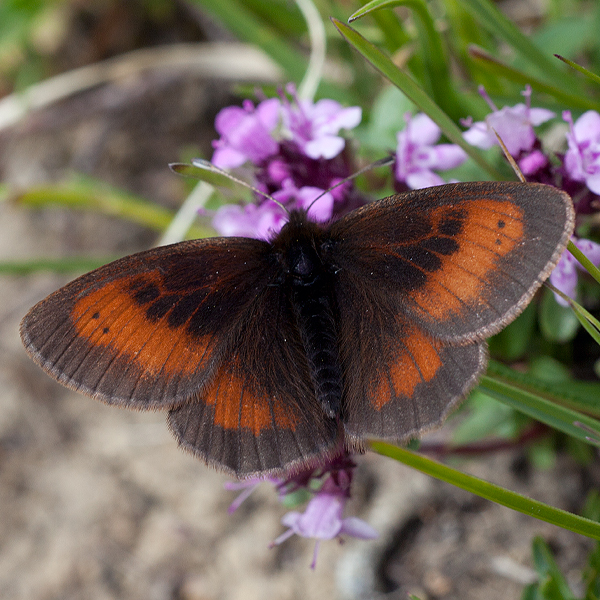 Erebia aethiopella