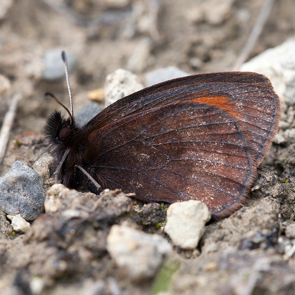 Erebia aethiopella