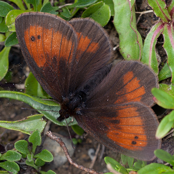 Erebia aethiopella