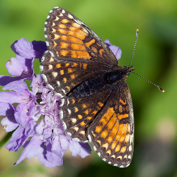 Melitaea diamina