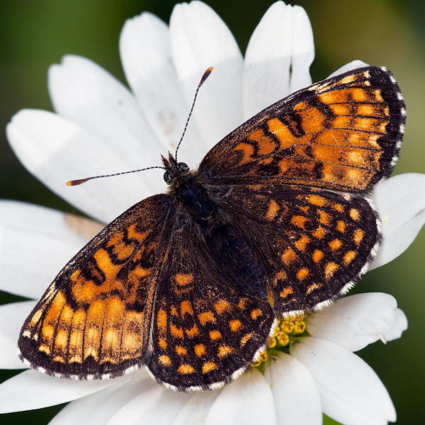 Melitaea diamina