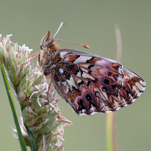 Boloria titania