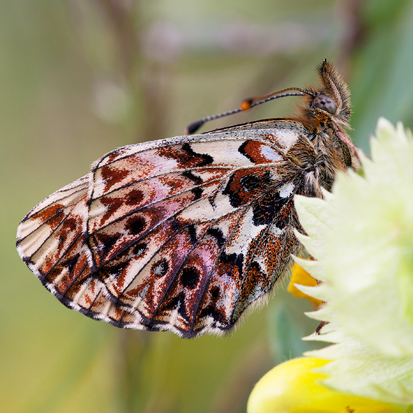 Boloria titania