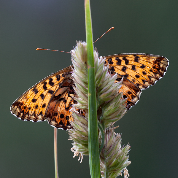 Boloria titania