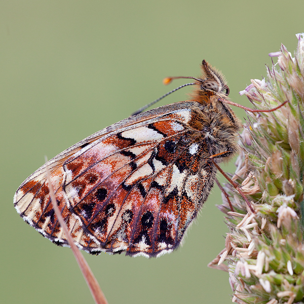 Boloria titania