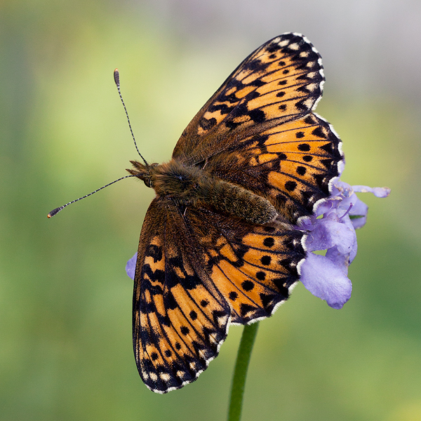 Boloria titania