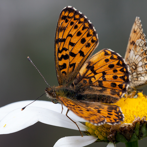 Boloria titania