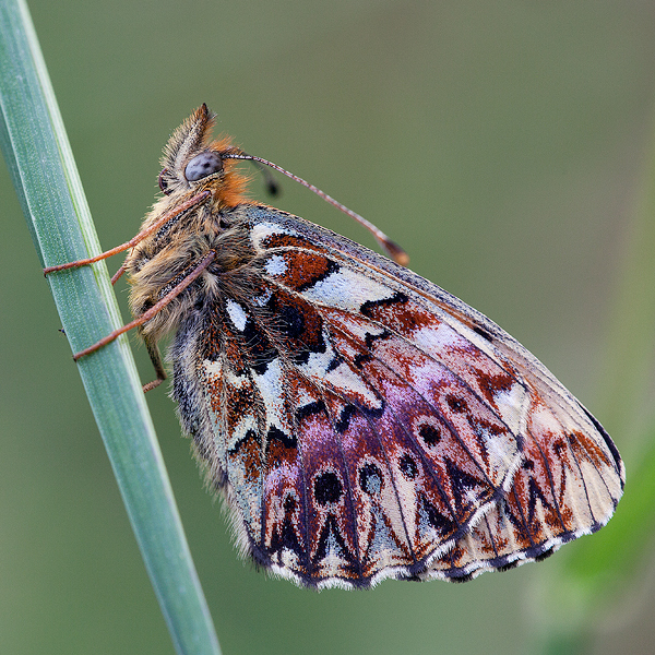 Boloria titania