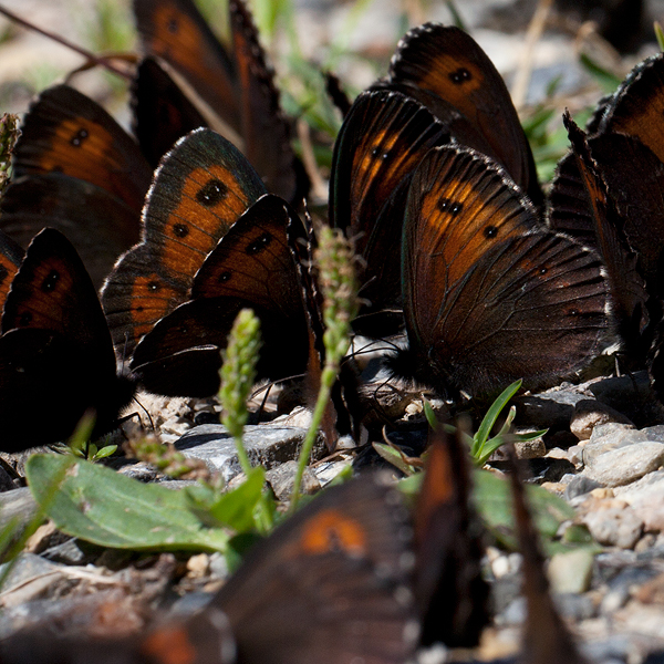 Erebia ligea