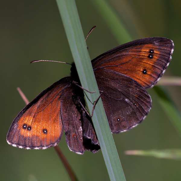 Erebia ligea