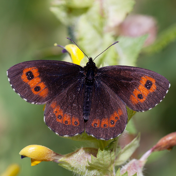 Erebia ligea