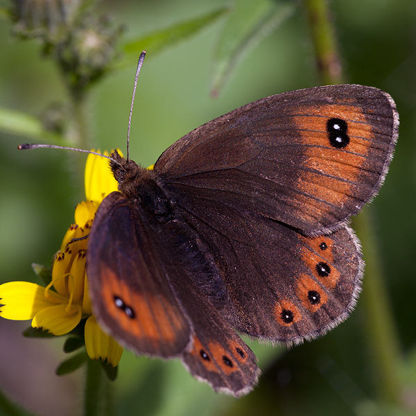 Erebia montana