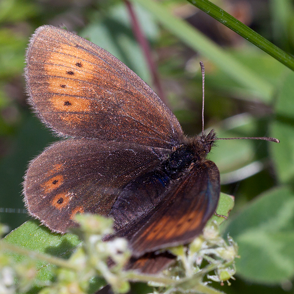 Erebia epiphron