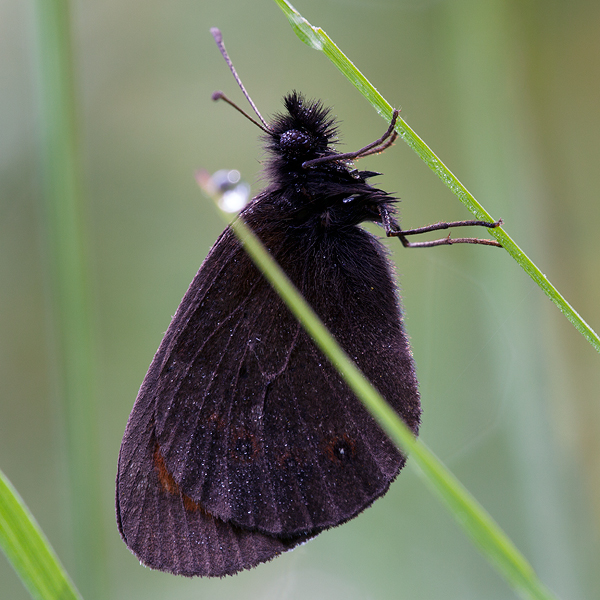 Erebia meolans