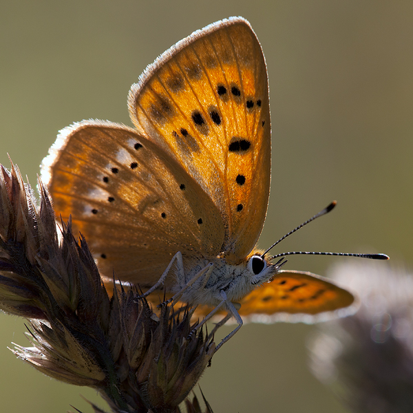 Lycaena virgaureae