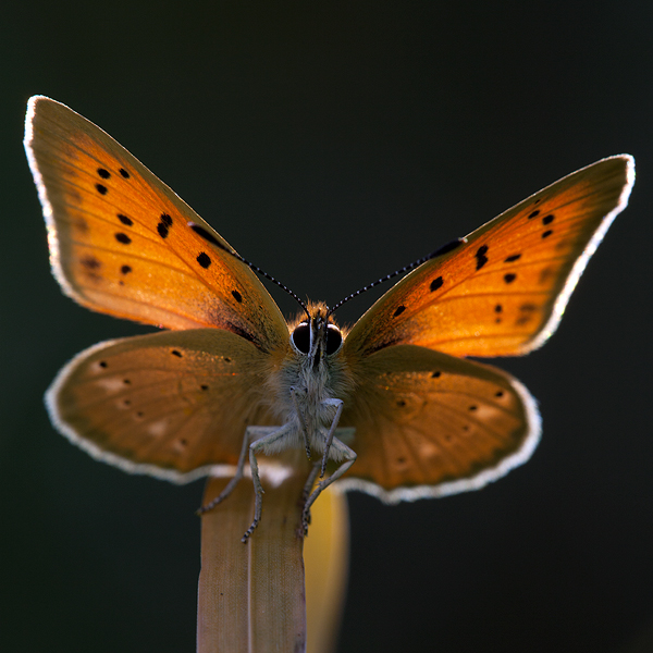 Lycaena virgaureae