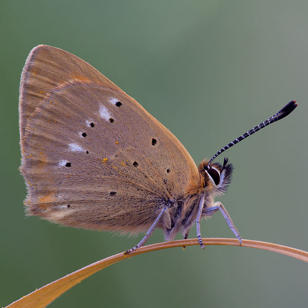 Lycaena virgaureae