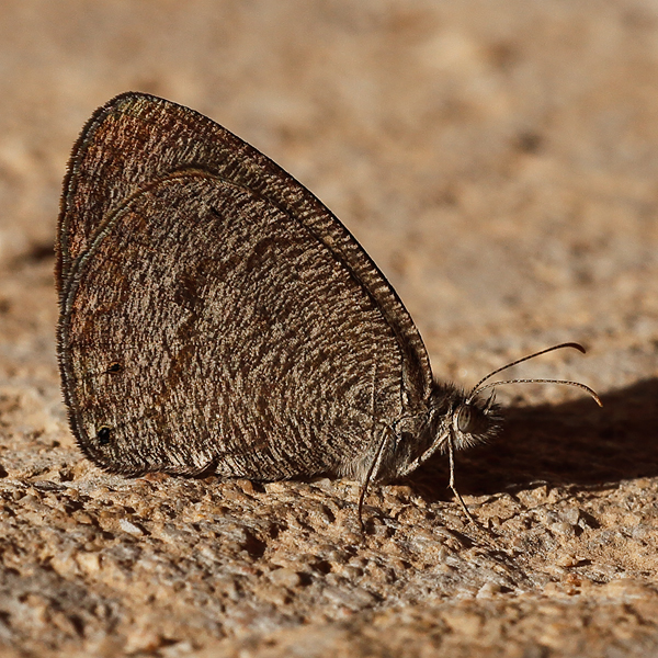 Ypthima asterope