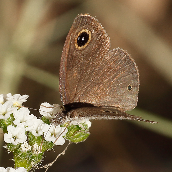 Ypthima asterope