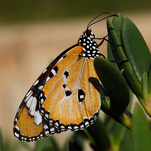 Danaus chrysippus