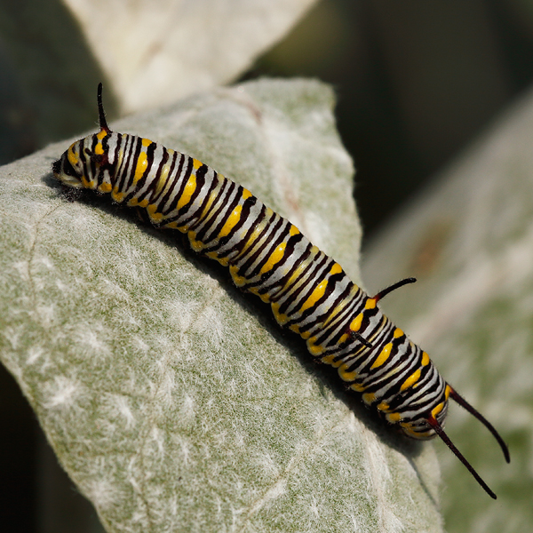 Danaus chrysippus larva