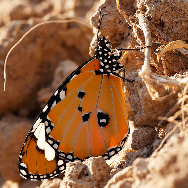 Danaus chrysippus