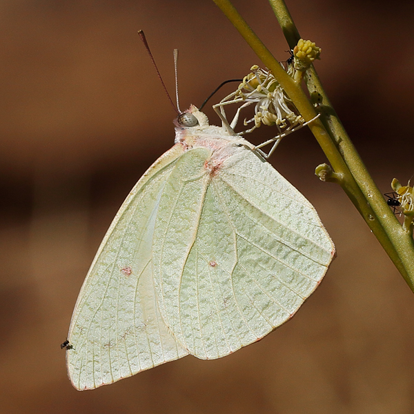 Catopsilia florella