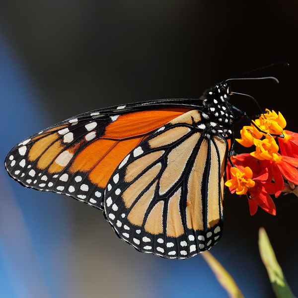 Danaus plexippus