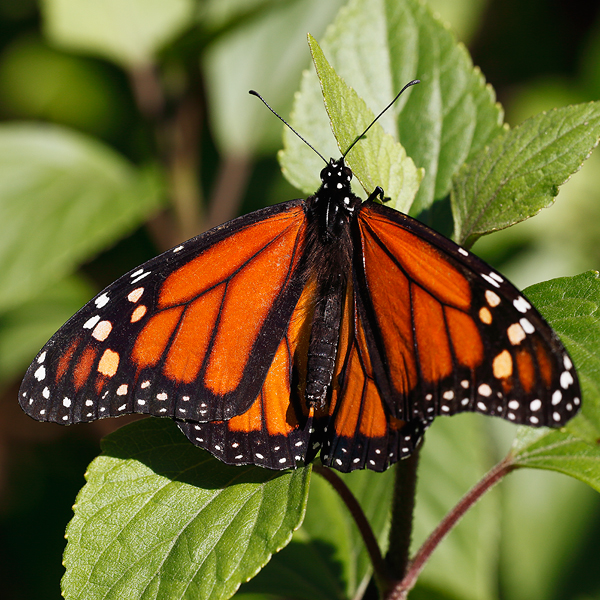 Danaus plexippus