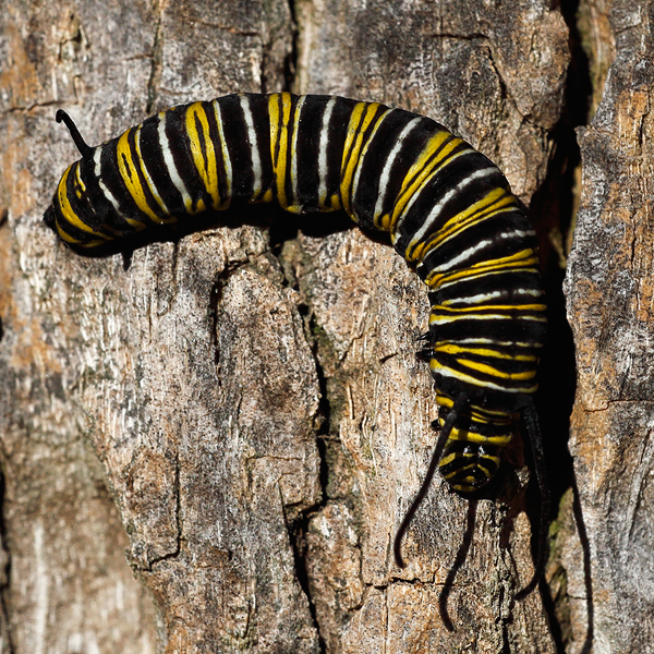 Danaus plexippus larva