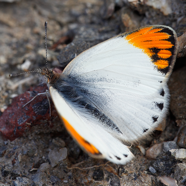 Colotis evagore