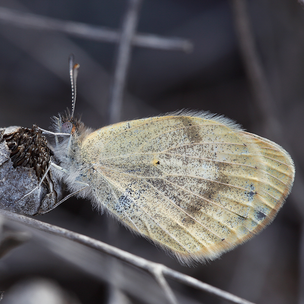 Colotis evagore
