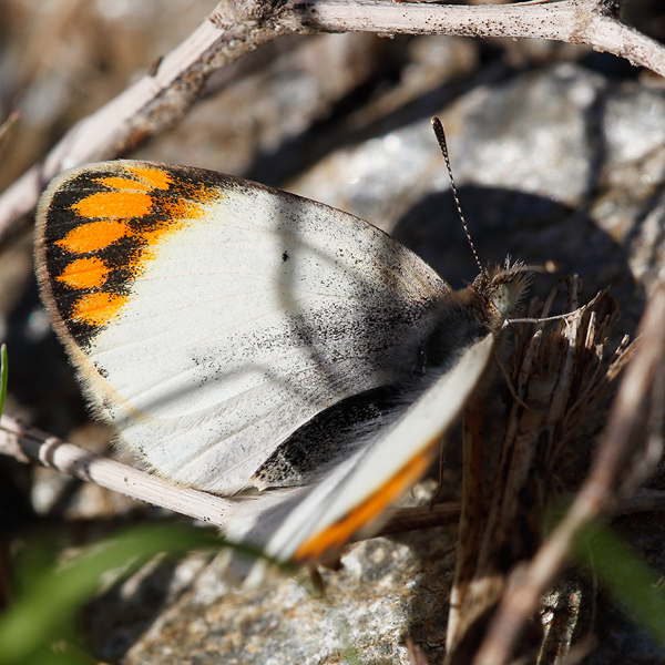Colotis evagore
