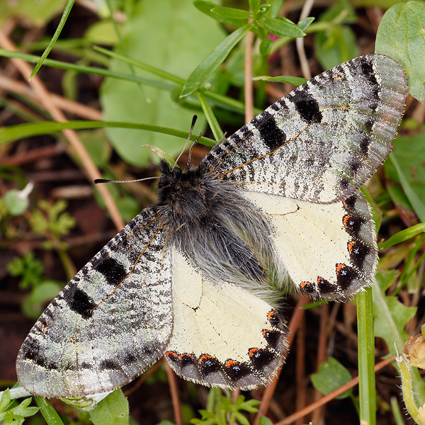 Archon apollinus