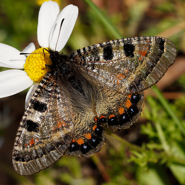 Archon apollinus