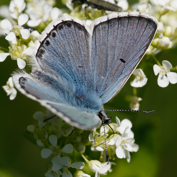 Aricia anteros