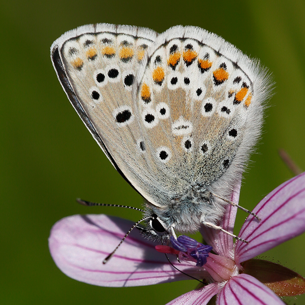 Aricia anteros