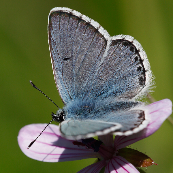 Aricia anteros