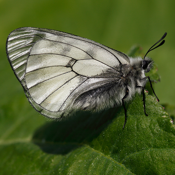 Parnassius mnemosyne