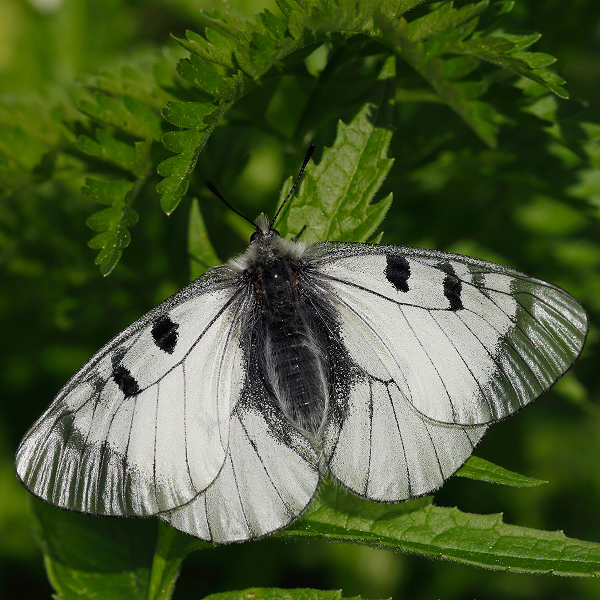 Parnassius mnemosyne