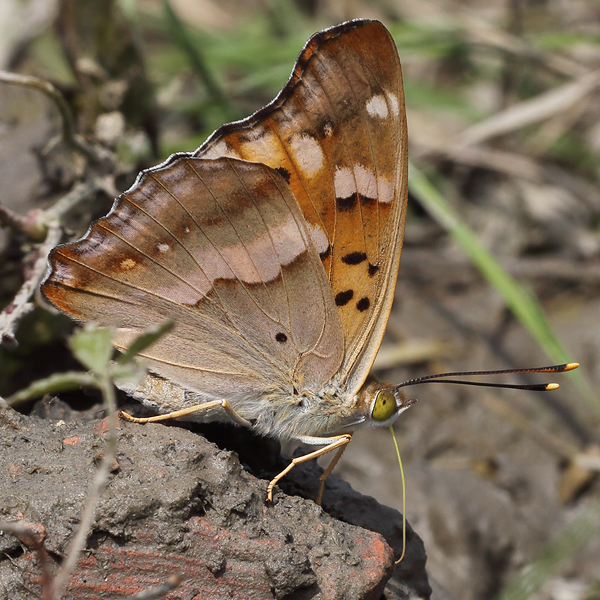 Apatura metis