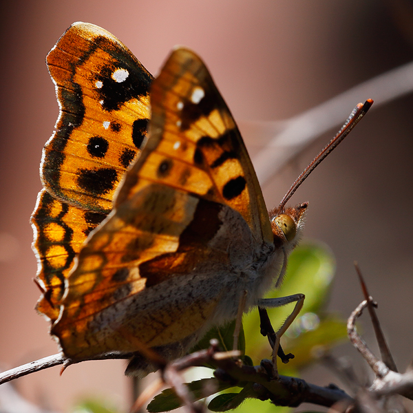 Thaleropis ionia