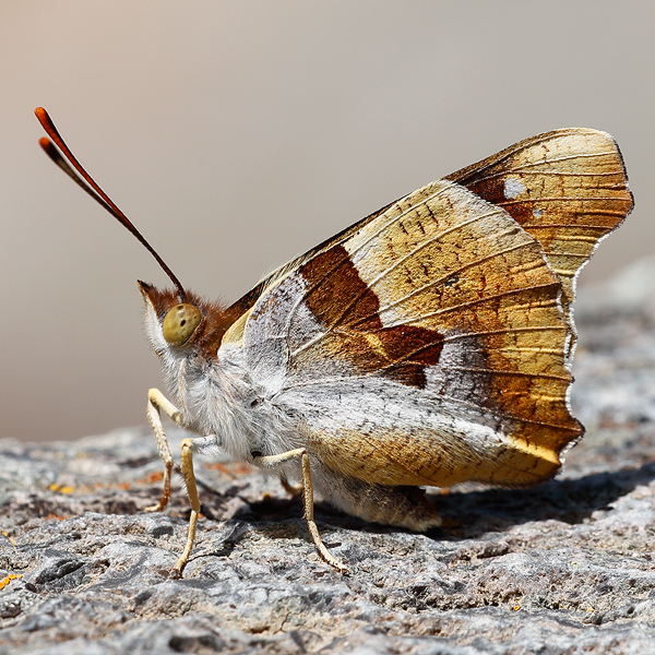 Thaleropis ionia