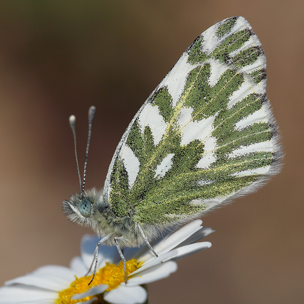 Pontia chloridice