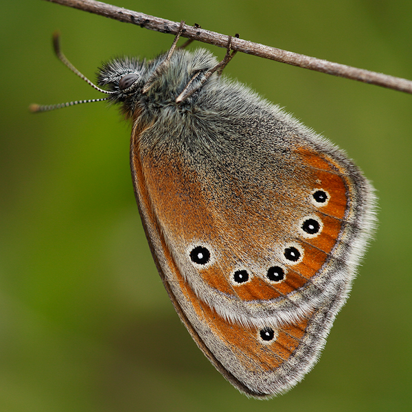 Coenonympha leander